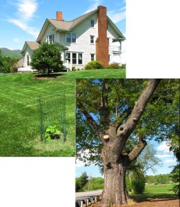 Seedling on the Grounds of the Shook-Smathers House Commemorates the Rutherford Trace